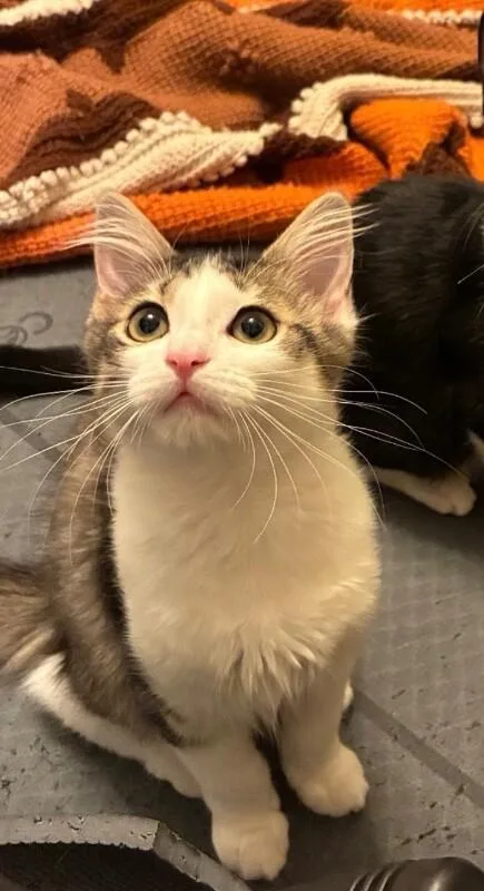 A young small-sized female Gray & White Tabby cat named Sylvia  Granny Litter for adoption in Anthem, AZ