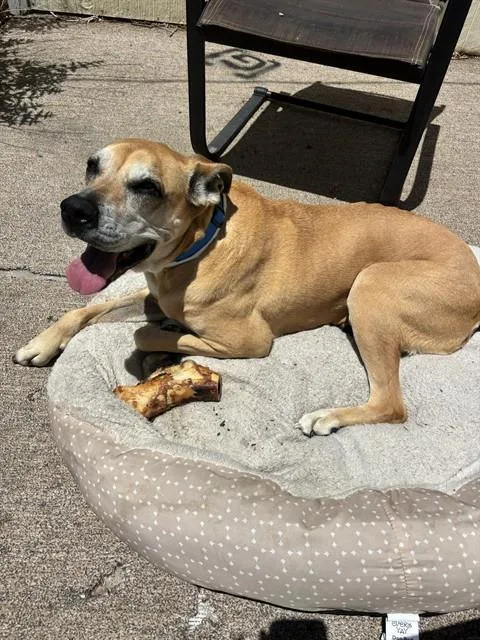 An adult medium-sized female Rhodesian Ridgeback dog named Zipper for adoption in Colorado Springs, CO
