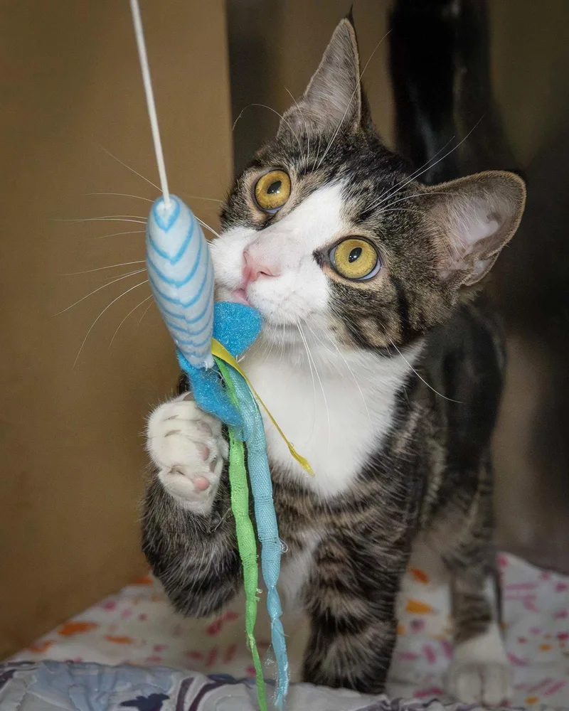 A young medium-sized male Domestic Short Hair cat named Mike for adoption in Wilmington, NC