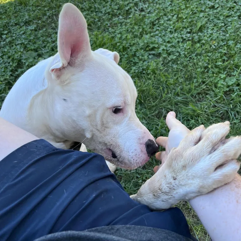 An adult large-sized male White / Cream Terrier dog named Amos for adoption in West Jefferson, OH