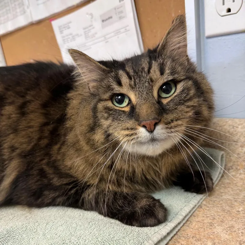 A senior extra large-sized male Brown / Chocolate Domestic Long Hair cat named Cyrus for adoption in Easton, PA