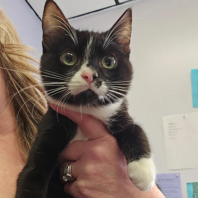 A baby small-sized male Domestic Short Hair cat named Rex for adoption in Spokane, WA