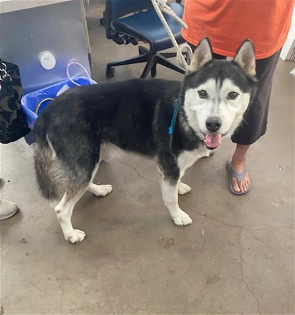An adult large-sized male Mixed Breed dog named Ghost for adoption in Dallas, TX