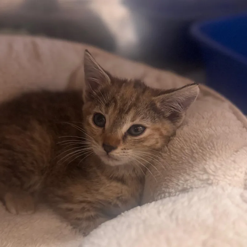A baby small-sized female Brown / Chocolate Domestic Short Hair cat named Hazelnut for adoption in Starkville, MS