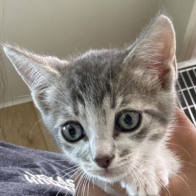 A baby small-sized male Gray / Blue / Silver Domestic Short Hair cat named Sir Pentious for adoption in Leander, TX