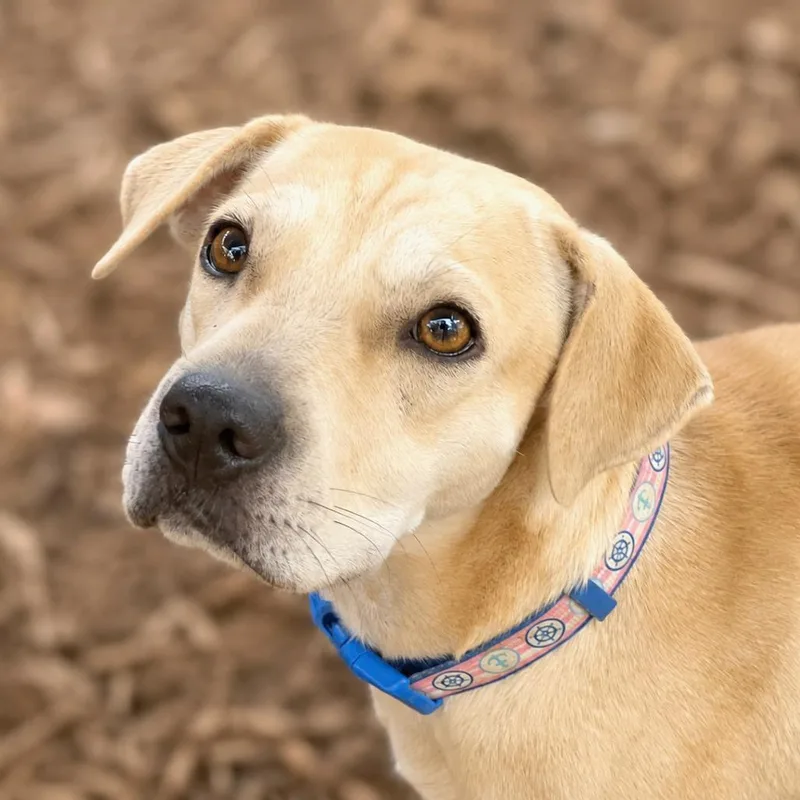 A young medium-sized female Yellow / Tan / Blond / Fawn Labrador Retriever dog named Tiana for adoption in Boerne, TX