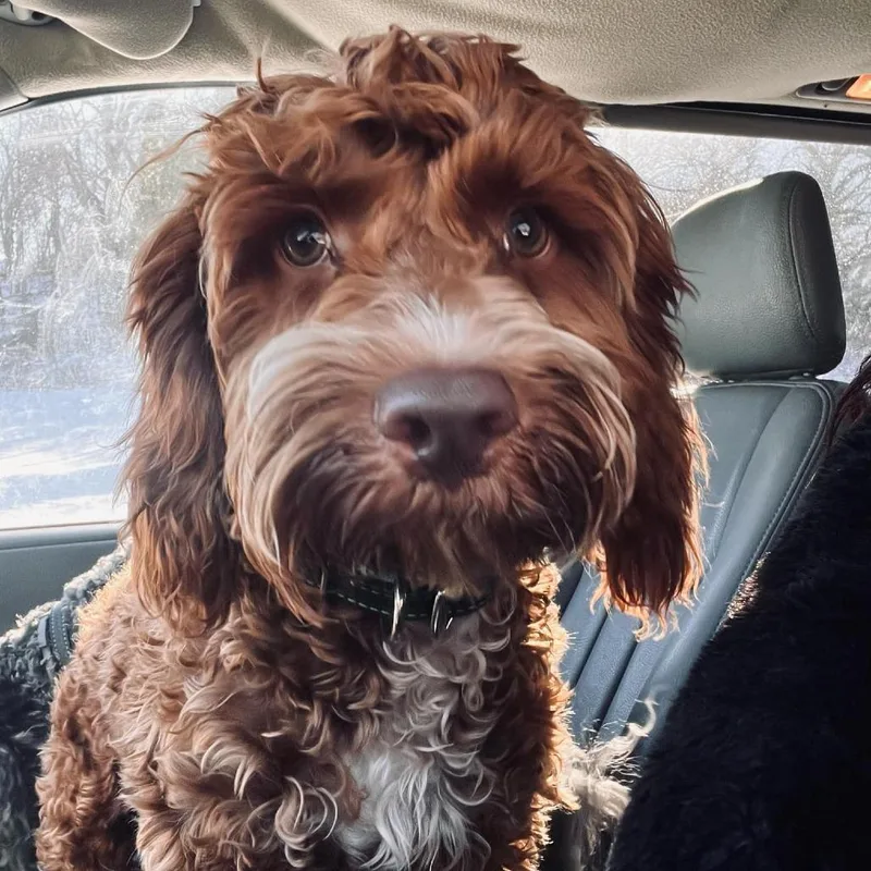 An adult medium-sized male Yellow / Tan / Blond / Fawn Cocker Spaniel dog named Luto for adoption in Newton, IA