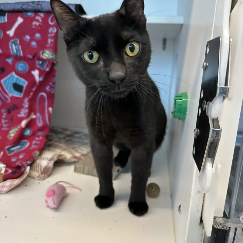 A young medium-sized male Black Domestic Short Hair cat named Cowboy for adoption in Manassas, VA