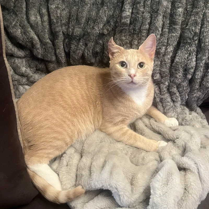 A young medium-sized male Orange & White American Shorthair cat named Nutmeg for adoption in Brooklyn, NY