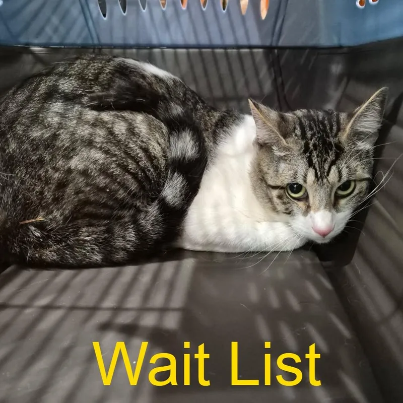 An adult small-sized male Gray / Blue / Silver Domestic Short Hair cat named Frankie for adoption in Livingston, TX