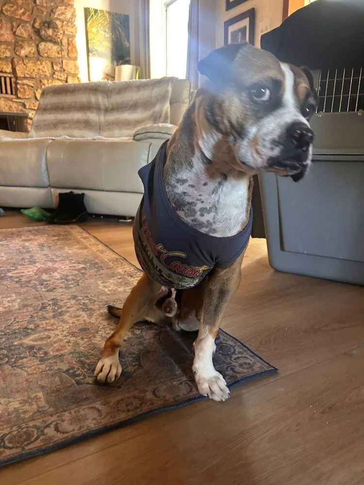 An adult large-sized male Mixed Breed dog named Abu for adoption in San Diego, CA