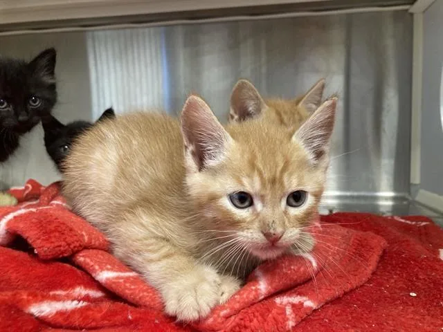 A baby small-sized male Domestic Short Hair cat named Took for adoption in Tustin, CA