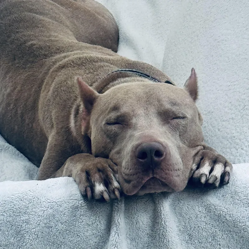 An adult medium-sized female Red / Chestnut / Orange Pit Bull Terrier dog named Lola for adoption in Lincolnshire, IL