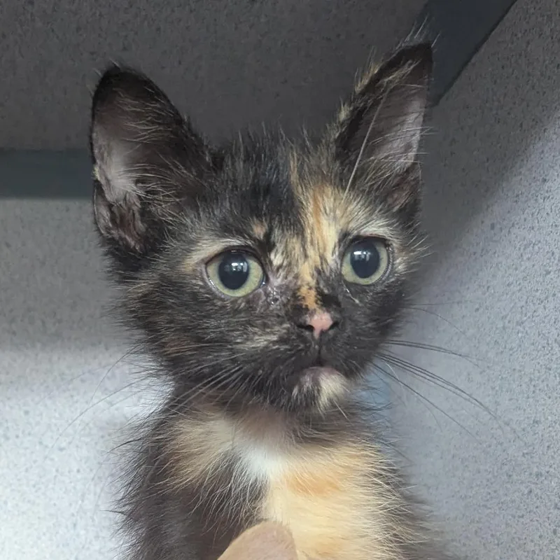 A baby small-sized female Tortoiseshell Domestic Short Hair cat named Cami for adoption in Evansville, IN