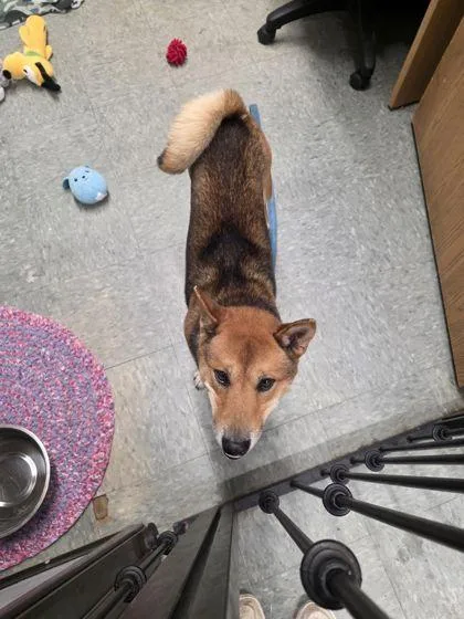 An adult medium-sized male Shiba Inu dog named Miso for adoption in Shawano, WI