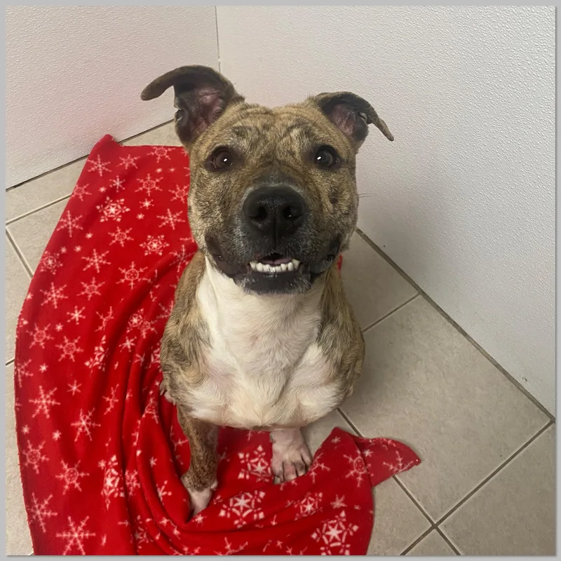 Sweet Pea Gci Trained thumbnail 2