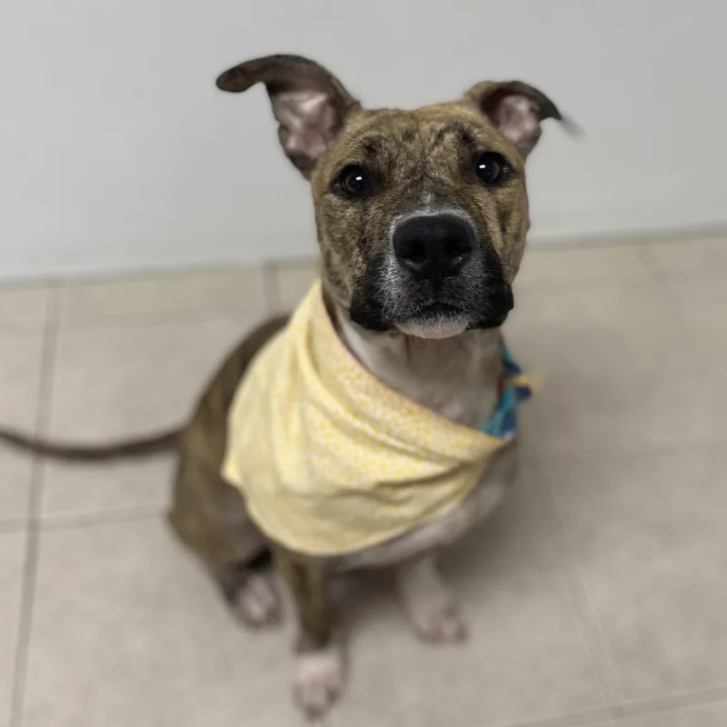 Sweet Pea Gci Trained thumbnail 4