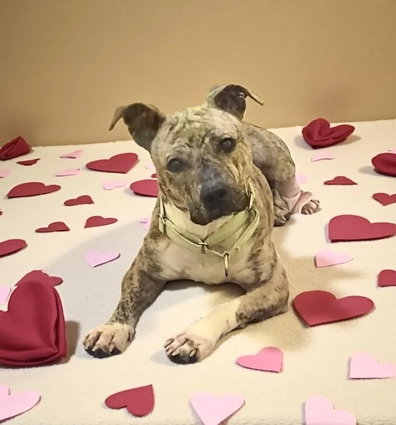 Sweet Pea Gci Trained thumbnail 5