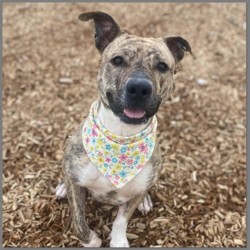 Sweet Pea Gci Trained