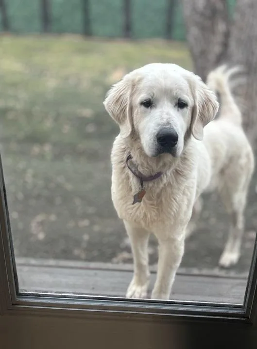 Rizzo Atx thumbnail 2