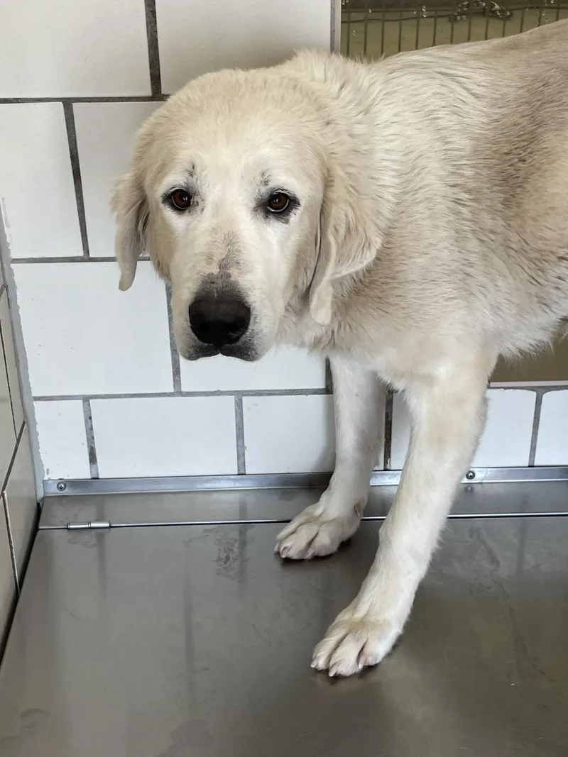 Rizzo Atx thumbnail 3