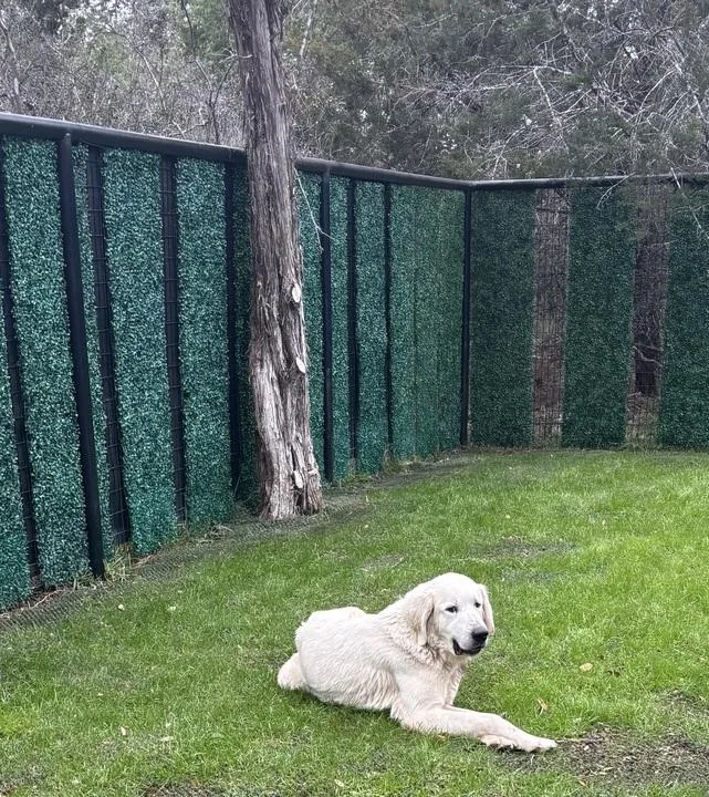 Rizzo Atx thumbnail 5