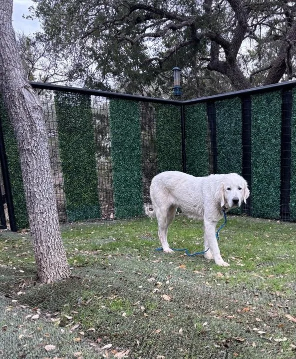 Rizzo Atx thumbnail 6