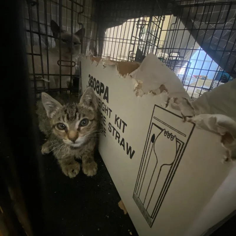 A baby small-sized male Gray / Blue / Silver Domestic Short Hair cat named Jupiter for adoption in Pacific Palisades, CA