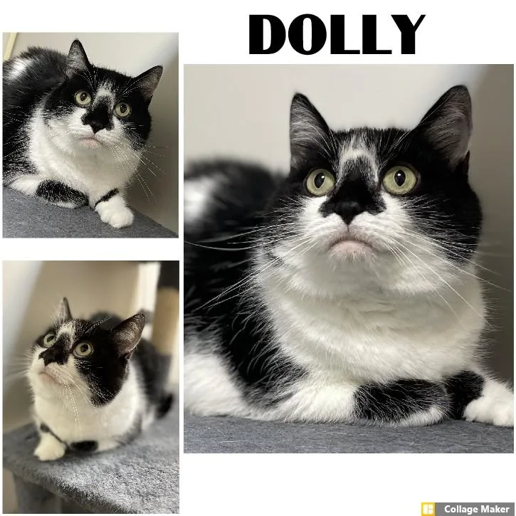An adult medium-sized female Domestic Short Hair cat named Dolly for adoption in Clearfield, PA