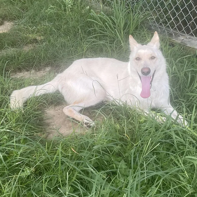 An adult large-sized female White / Cream Shepherd dog named Frosty for adoption in Galveston, TX