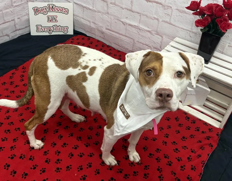 A young medium-sized female Mixed Breed dog named Sassy Cassie for adoption in Detroit, MI