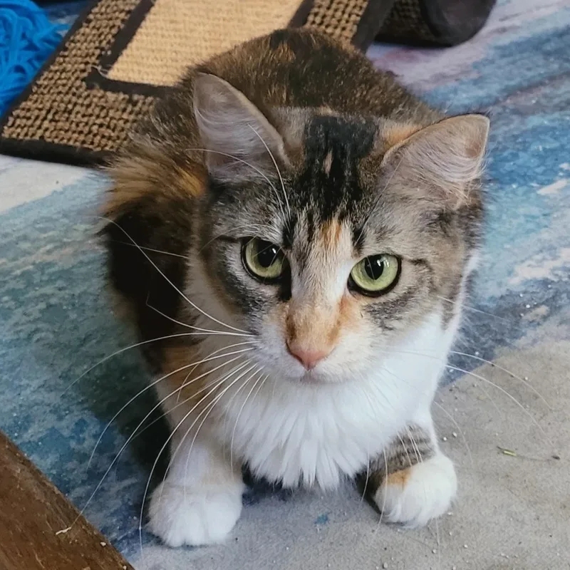 A young medium-sized female Calico Domestic Medium Hair cat named Shiitake for adoption in Portland, OR