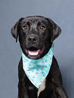 An adult medium-sized male Labrador Retriever dog named Nekot for adoption in Atlanta, GA