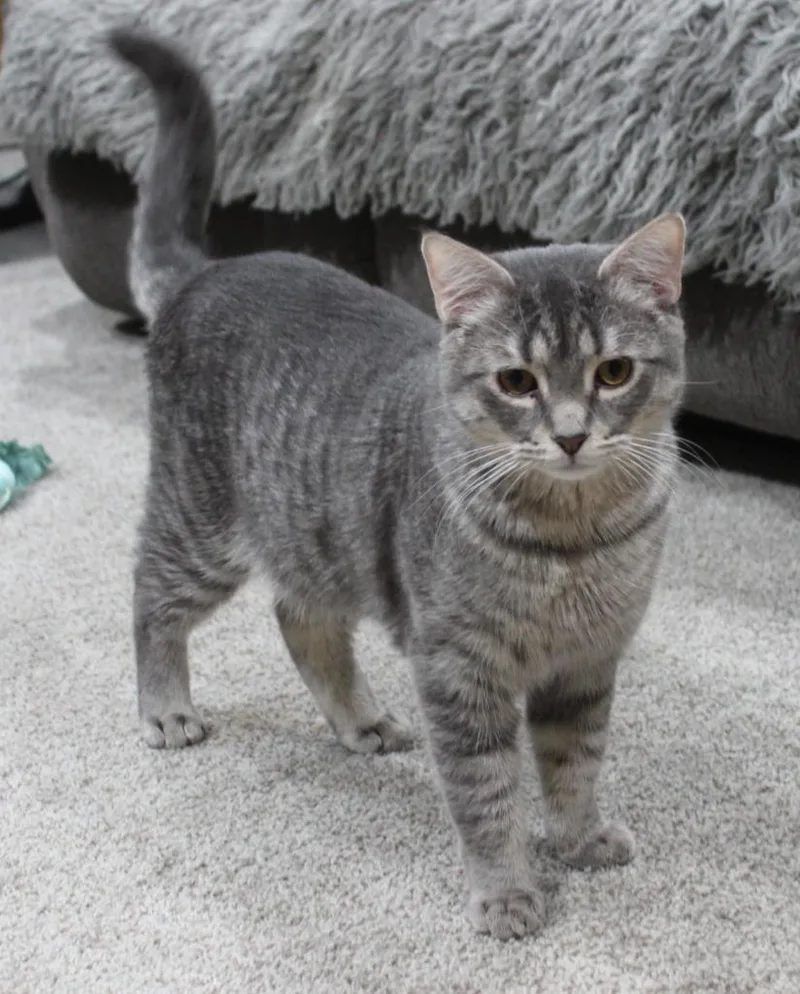 A young medium-sized male Domestic Short Hair cat named Cupid for adoption in Minneapolis, MN