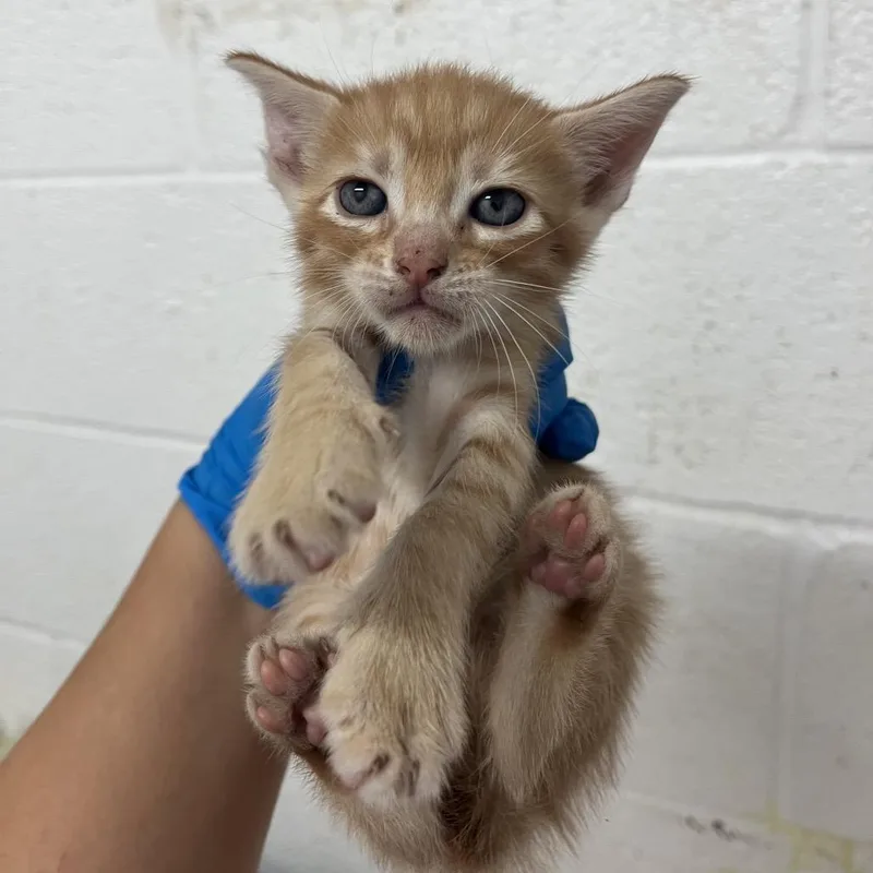 A baby small-sized female Orange / Red American Shorthair cat named Comet for adoption in Edinburg, TX
