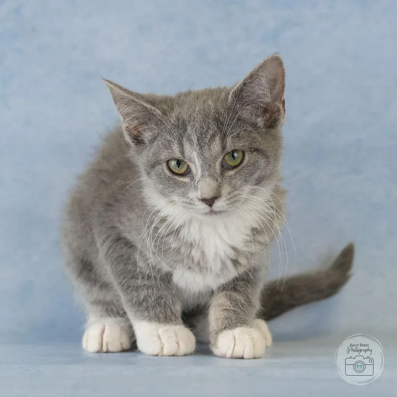 A baby medium-sized female Gray & White Domestic Short Hair cat named Olive for adoption in Blairsville, PA