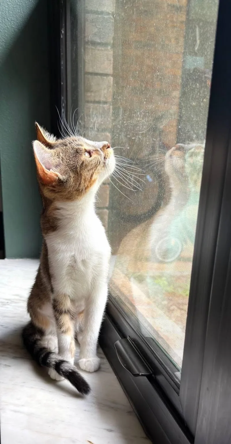 A baby medium-sized female Tabby (Brown / Chocolate) American Shorthair cat named Birdie for adoption in Lakeland, FL