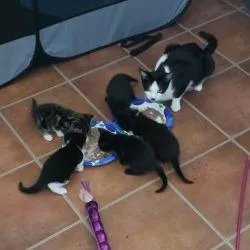 A baby small-sized male Black Domestic Short Hair cat named Chris for adoption in West Palm Beach, FL