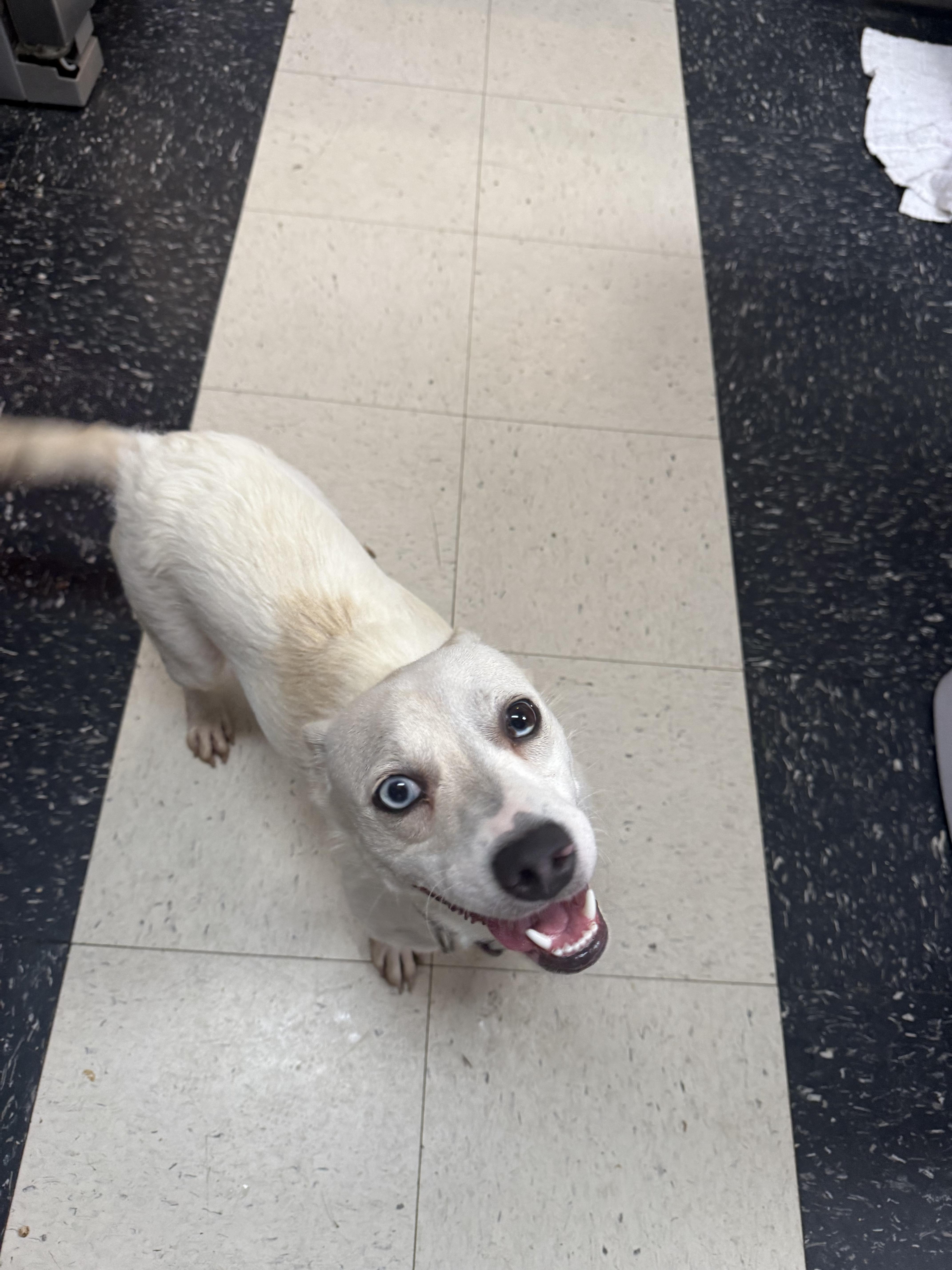 A young small-sized male White / Cream Cardigan Welsh Corgi dog named Sonny for adoption in Hendersonville, TN