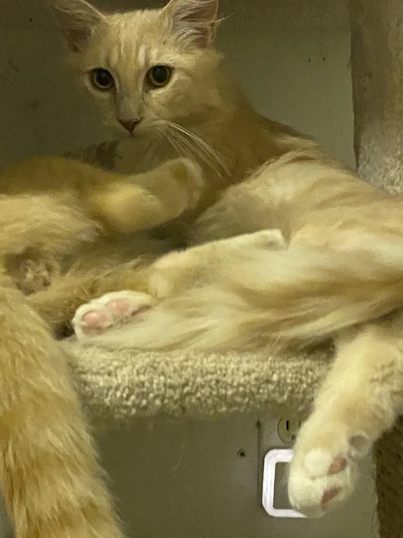 A young medium-sized male Domestic Medium Hair cat named Fennec for adoption in Drasco, AR