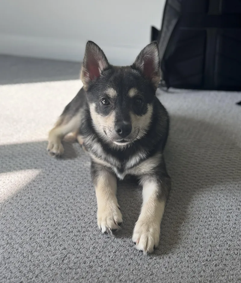 A baby medium-sized male Yellow / Tan / Blond / Fawn Shepherd dog named Breck for adoption in Grafton, OH