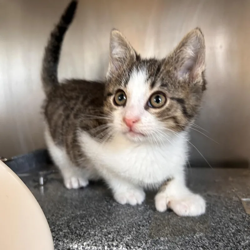 A baby small-sized male Brown / Chocolate Domestic Short Hair cat named Nick Wilde for adoption in Birdsboro, PA