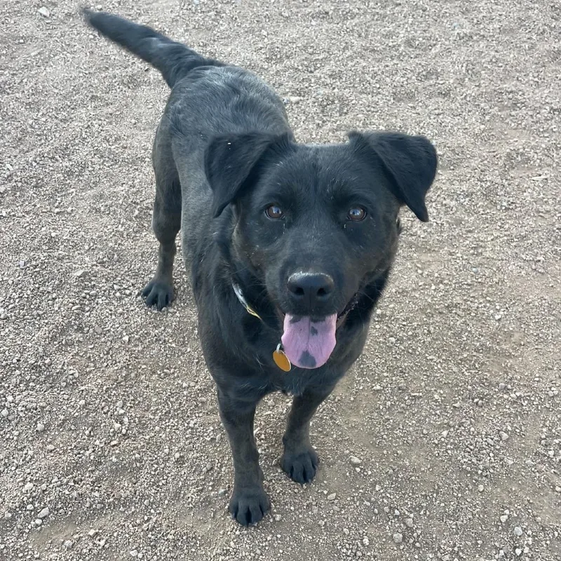 An adult medium-sized female Black Labrador Retriever dog named Abby for adoption in Prescott, AZ