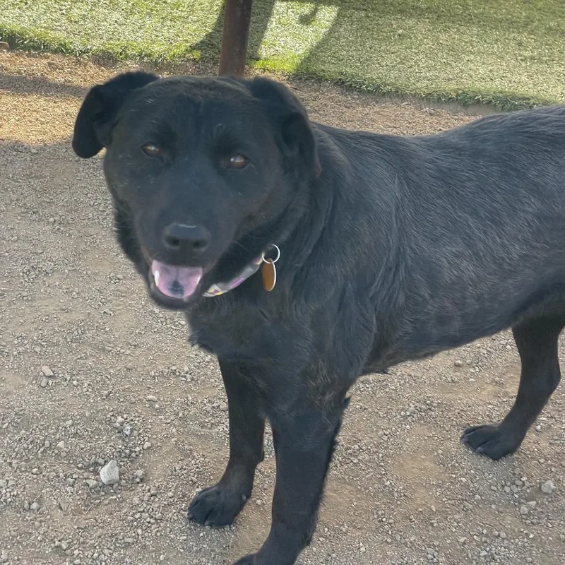 Abby thumbnail 5