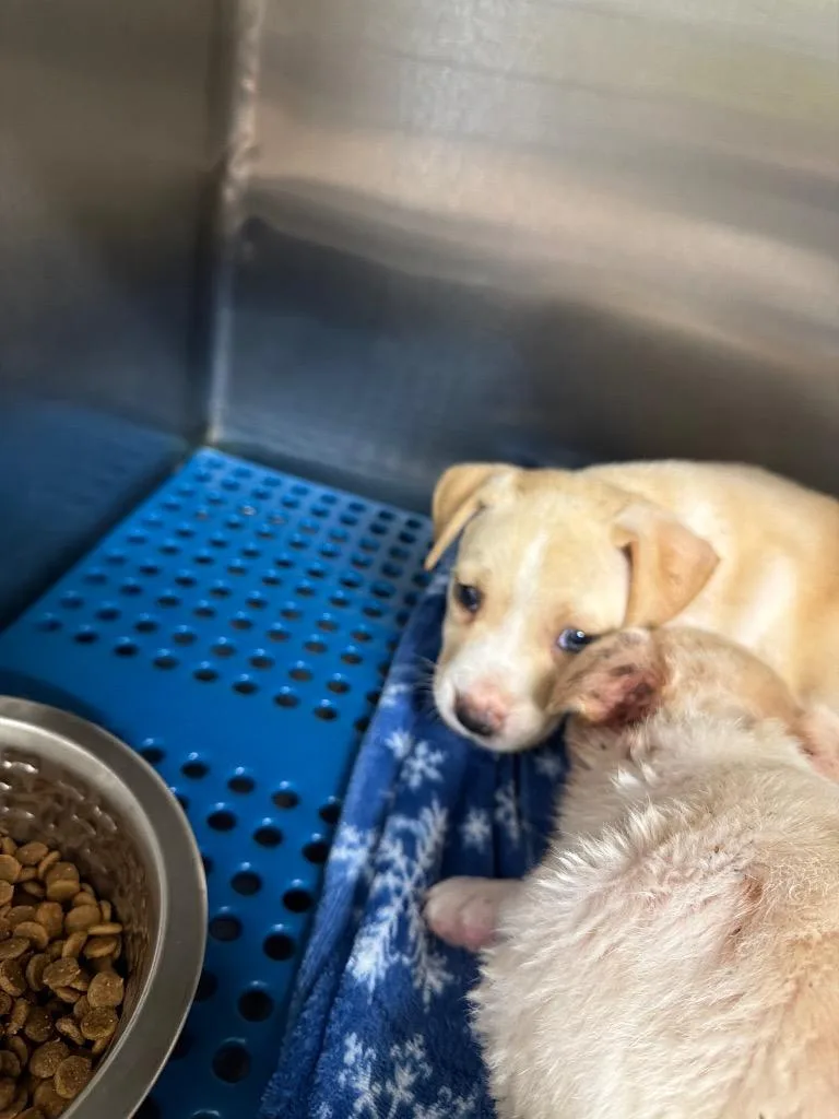 A baby small-sized female Labrador Retriever dog named Bulger for adoption in Nacogdoches, TX