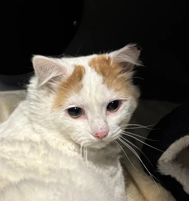 An adult medium-sized male Domestic Medium Hair cat named Baby for adoption in Leesburg, VA