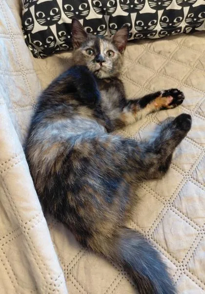 A baby small-sized female Domestic Medium Hair cat named Morticia for adoption in Wilkesboro, NC