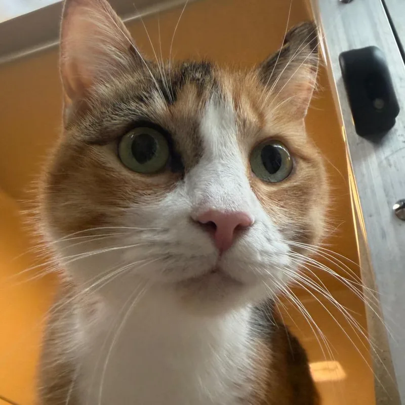 An adult medium-sized female Calico Domestic Short Hair cat named Lilly for adoption in Beckley, WV