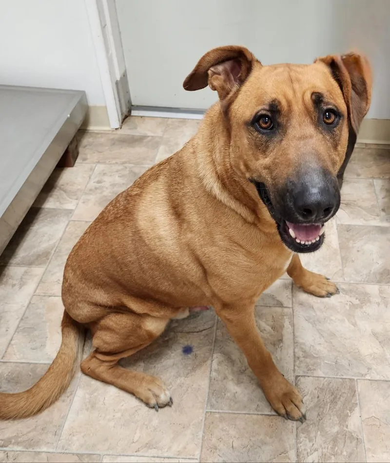 Sargent Bronson thumbnail 2