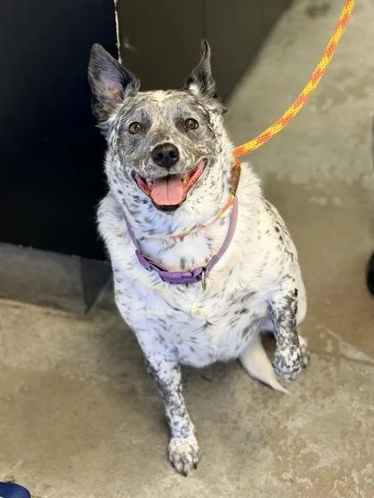 A senior large-sized female Australian Cattle Dog / Blue Heeler dog named Lola for adoption in Bowling Green, KY